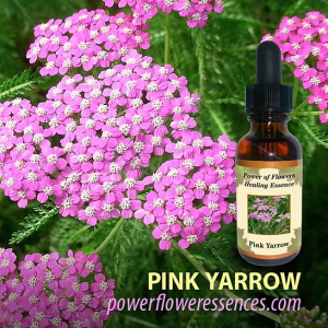 Pink Yarrow