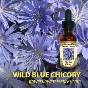Blue Chicory