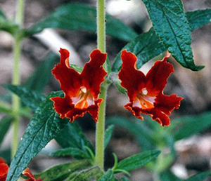 Mimulus