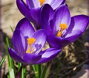 Crocus