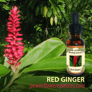 Red Ginger