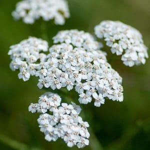 Yarrow Flower Essence