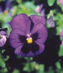 Pansy