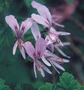 Pelargonium
