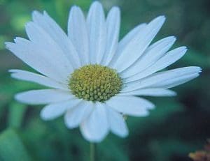 Shasta Daisy