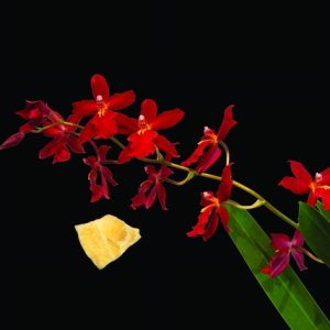 New Beginnings Single Essence