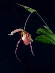 Dragon Fire Single Essence