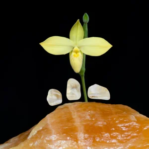 Orchid Crystal Element Single Essence