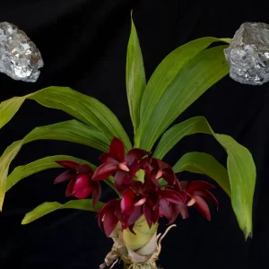 Orchid Metal Element Single Essence