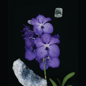 Orchid Water Element Single Essence