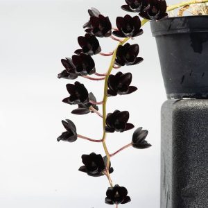 Rising Against the Dark Single Essence