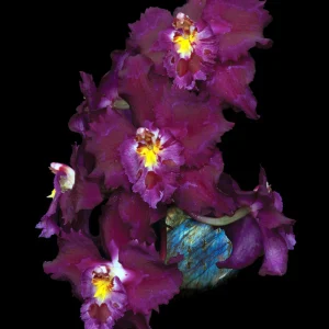 Thymic Heart Single Essence