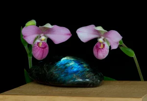 Clarity of Spirit Single Essence